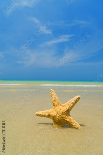 Starfish on the beach on a sunny day