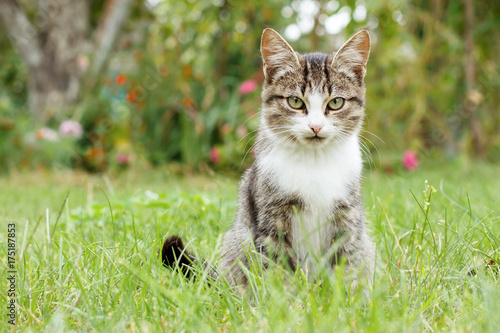 Gray and white tabby cat on green grass