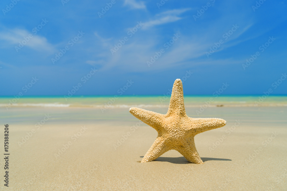 Starfish on the beach on a sunny day Starfish on the beach on a sunny day