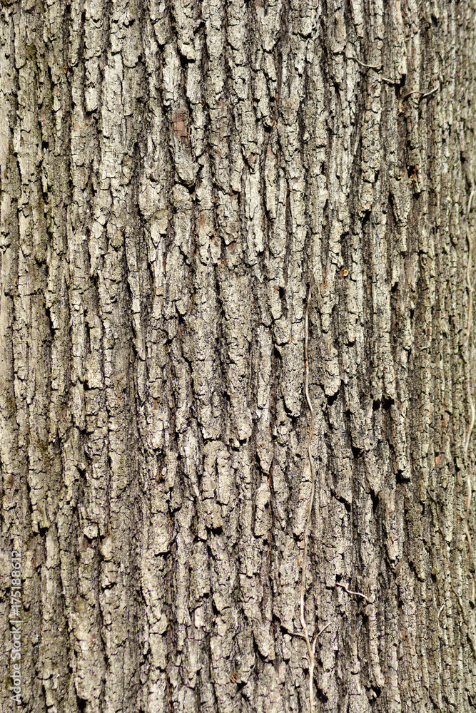 Bark close up Bark close up