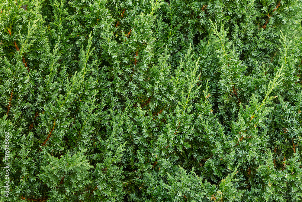 Fototapeta premium Background green from juniper branches