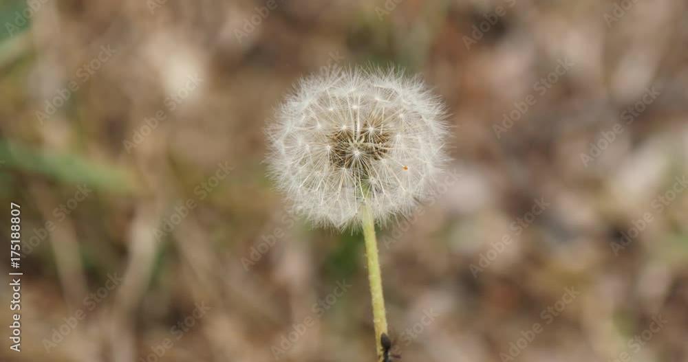 Gyeongbuk, Korea, An ant crawl up dandelion in countryside. Gyeongbuk, Korea, An ant crawl up dandelion in countryside.