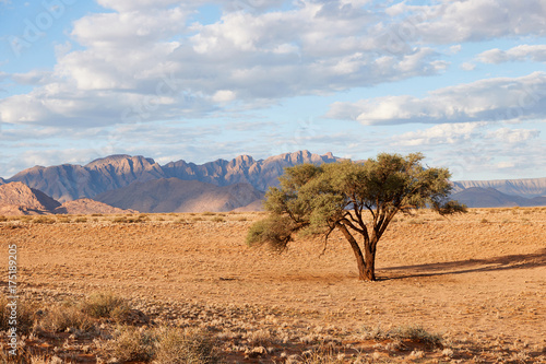 Namibian landscape with tree