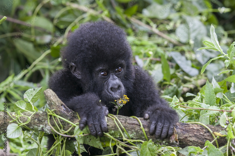 Fototapeta premium A baby mountain gorilla in the jungle of Rwanda, Africa