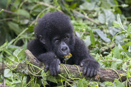 A baby mountain gorilla in the jungle of Rwanda, Africa