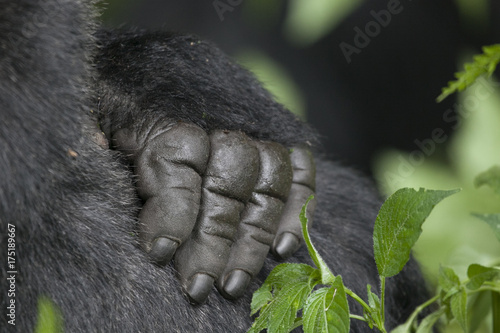 A wild mountain gorilla in the jungle of Rwanda, Africa