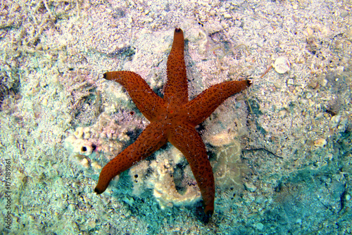 sea star © Nurkersi