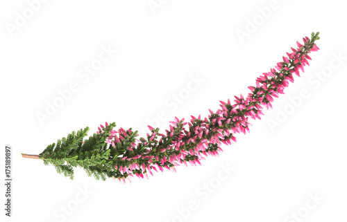 Calluna  flowers ( Calluna vulgaris ) photo