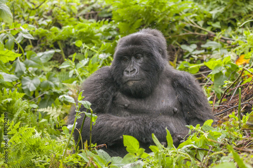 A silverback, or adult male, gorilla in the jungle of Rwanda, Africa © rjcoulstock