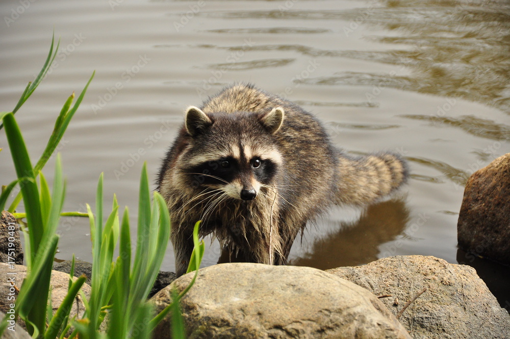 Raccoon in Vancouver Raccoon in Vancouver