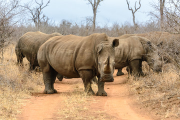 Fototapete Nashorn Breitmaulnashorn im Hlane Royal National Park, Swasiland  © Noradoa