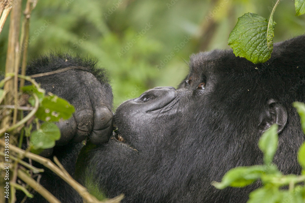 Obraz premium Mountain gorilla in the jungle of Rwanda