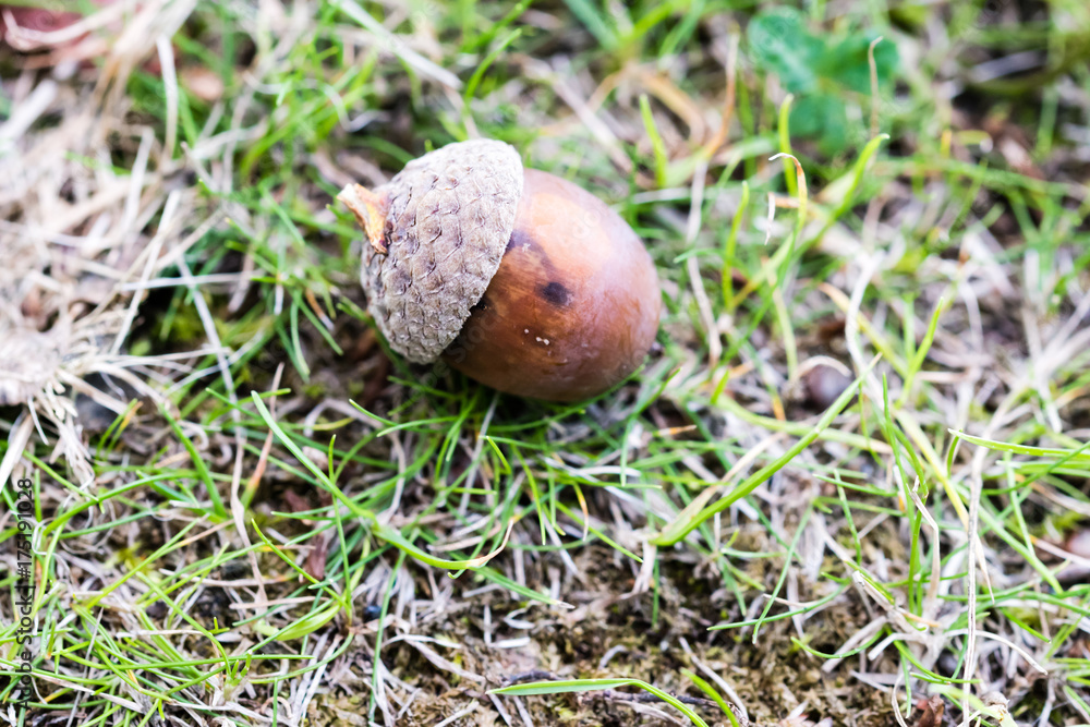 Close-up brown ripe acorn on the ground Close-up brown ripe acorn on the ground