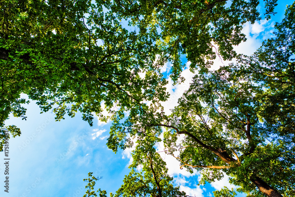 Fototapeta premium Green tree against blue sky with clouds