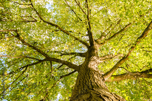 Close-up view of the old and big tree