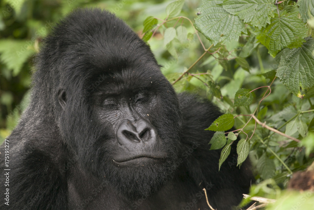 Mountain Gorilla in Volcanoes National Park, Rwanda Mountain Gorilla in Volcanoes National Park, Rwanda