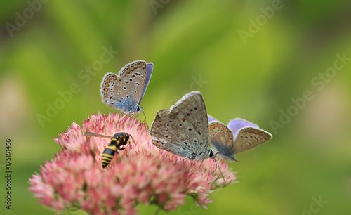 Blue butterfly sits on a flower surrounded by a retinue ..