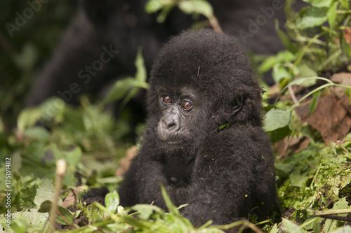 Mountain Gorilla in Volcanoes National Park, Rwanda