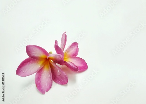 Pink fagipani isolate on pale background