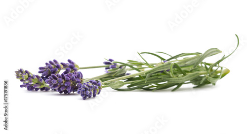 Lavender flowers bunch