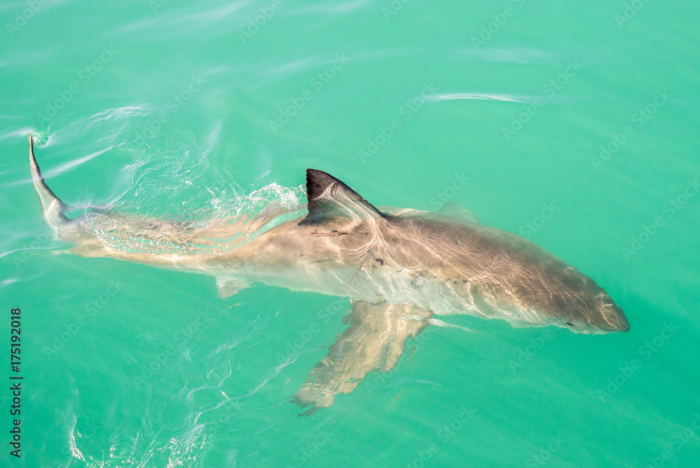Fototapeta premium Great white shark (Carcharodon carcharias), Gansbaai, South Africa