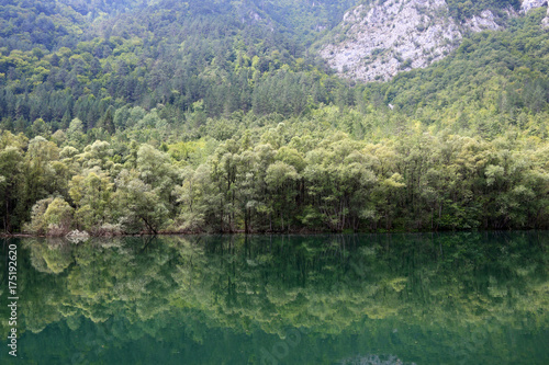 green forest is reflected in the river