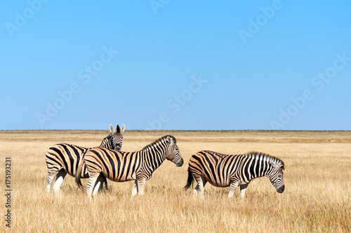 Three zebras in the savannah