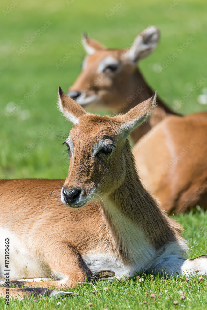 Fototapeta premium Gruppe Rehe