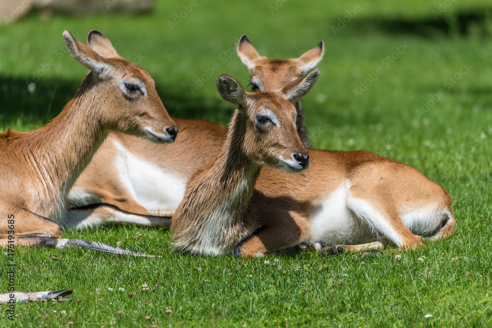 Fototapeta premium Gruppe Rehe