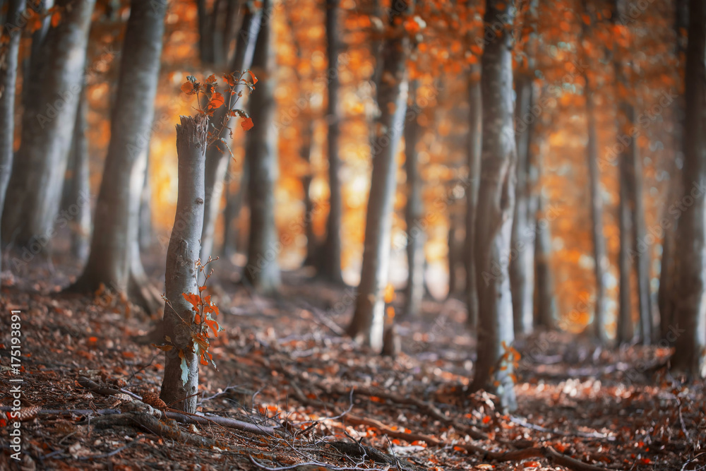 Obraz premium Autumn beech forest, autumnal scene with beech trees with colorful orange leaves