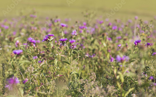 Purple meadow flowers (Centaurea maculosa) on the field in the sunlight, autumn-late summer flowers in the garden