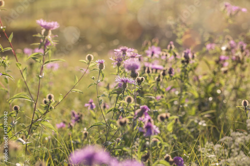 Purple meadow flowers (Centaurea maculosa) on the field in the sunlight, autumn-late summer flowers in the garden