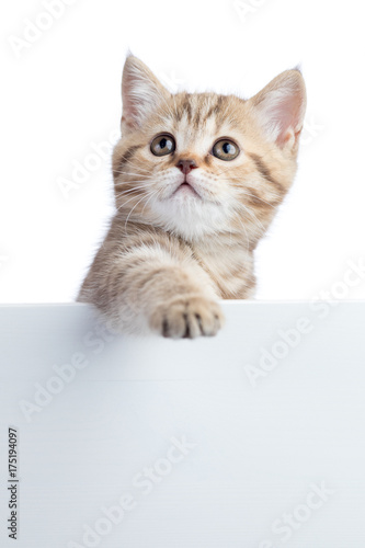 Pretty cat kitten peeking out of a blank sign, isolated on white background