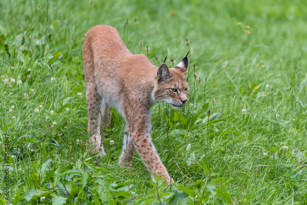 Fototapeta premium Luchs