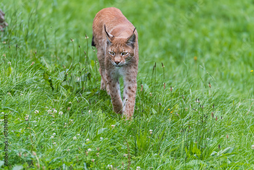 Luchs photo