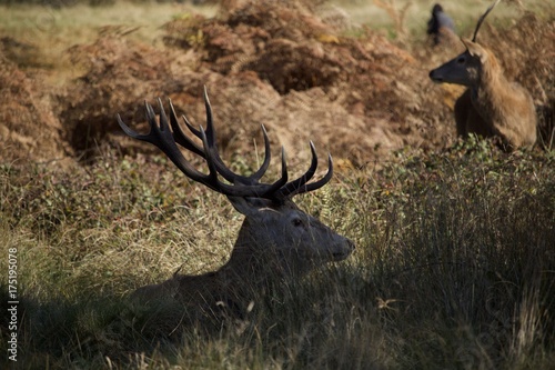 Fototapeta Naklejka Na Ścianę i Meble -  king