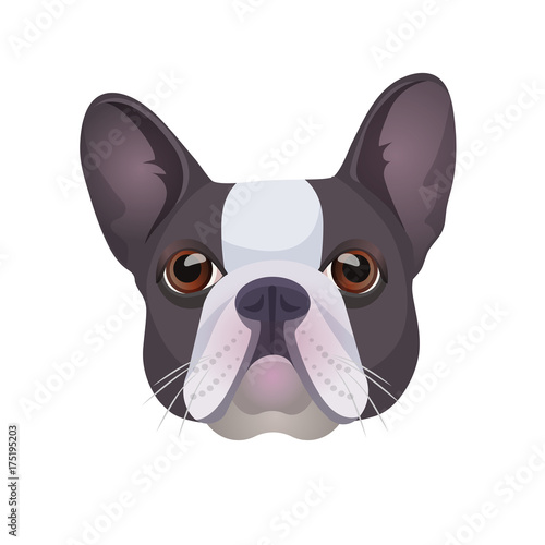 Bulldog face colored in grey and white vector realistic illustration. © Shanvood