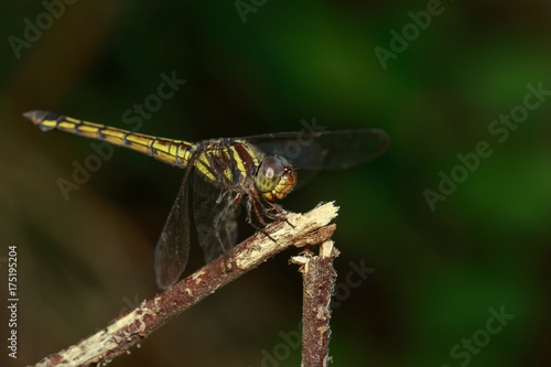 Image of crimson dropwing dragonfly(female)/Trithemis aurora on a branch on nature background. Insect. Animal