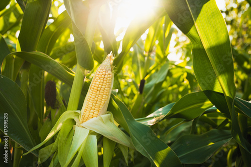 Billede på lærred Close up of food corn on green field