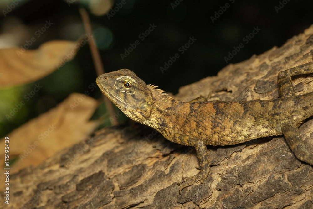 Naklejka premium Image of brown chameleon on tree. Reptile. Animal.