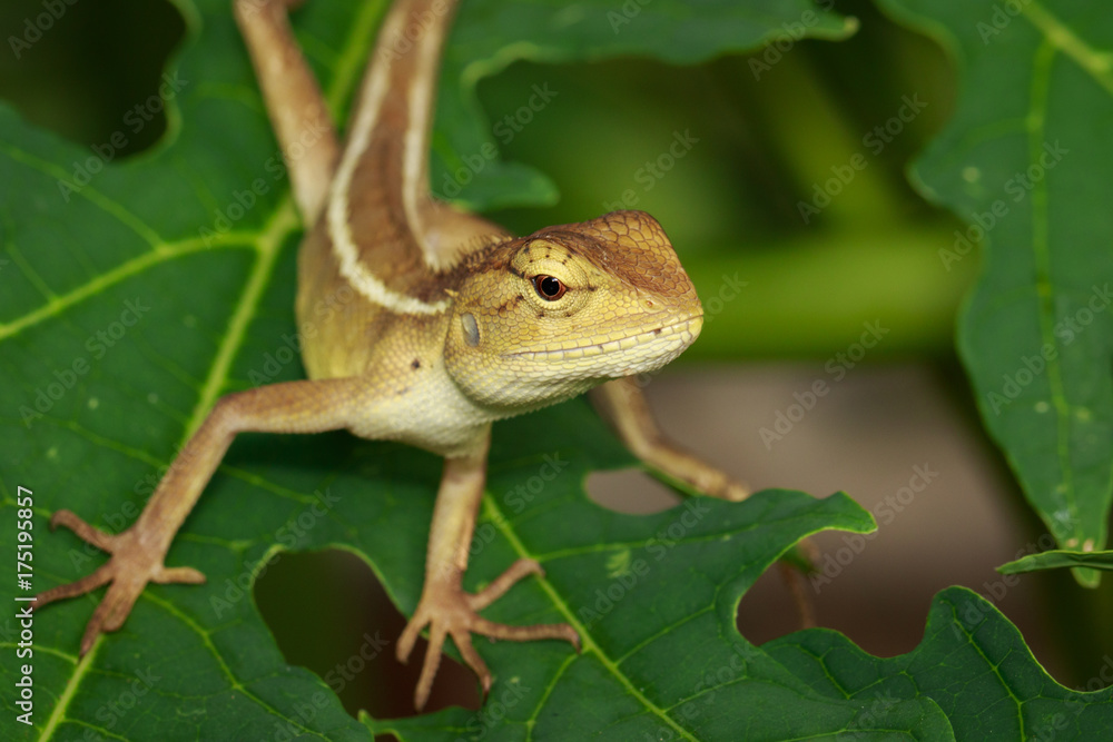 Image of chameleon on a green leaf. Reptile Image of chameleon on a green leaf. Reptile