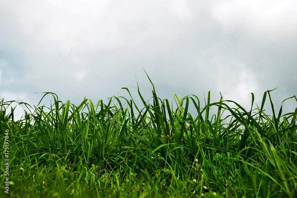 Fototapeta premium Green grass in nature beautiful landscape