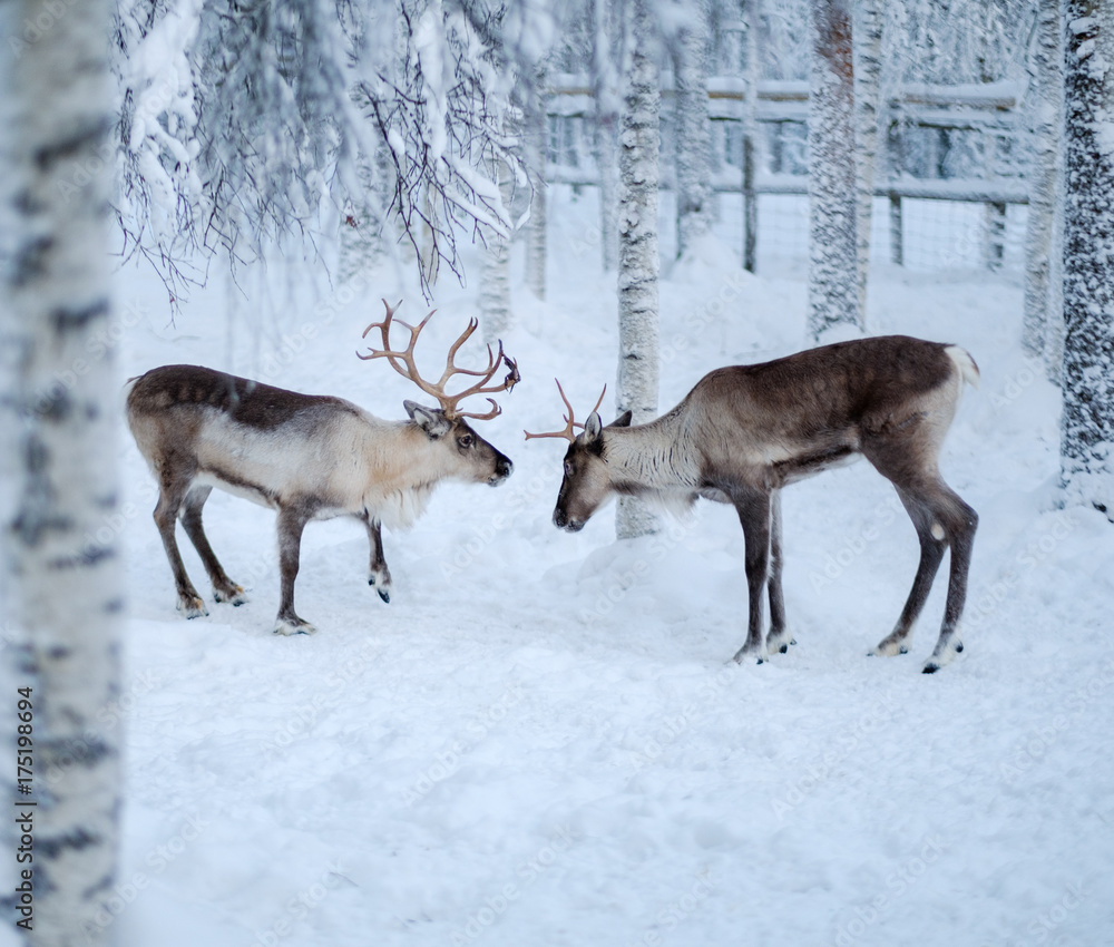 Reindeers in a winter landscape Reindeers in a winter landscape