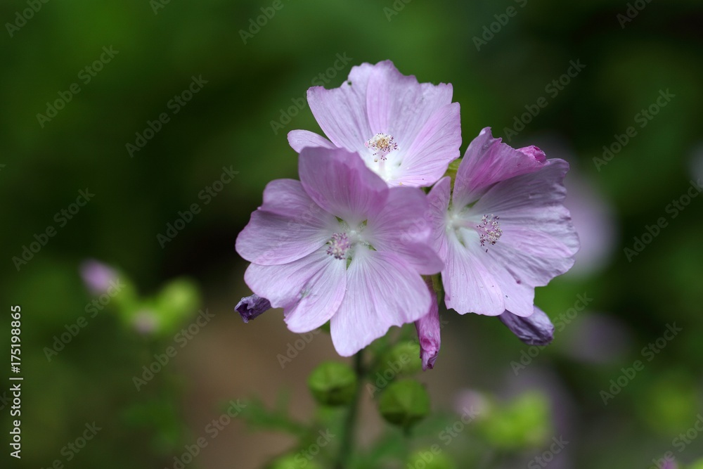 Musk Mallow (Malva moschata) Musk Mallow (Malva moschata)