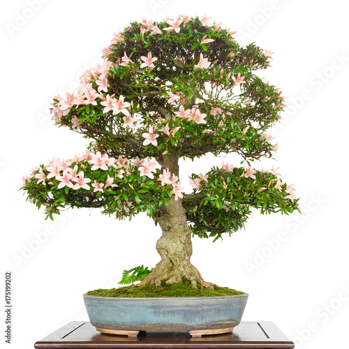 Azalee Rhododendron als Bonsai Baum mit rosa Blüten