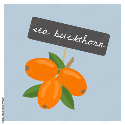 Vector Nuts - Sea Buckthorn
