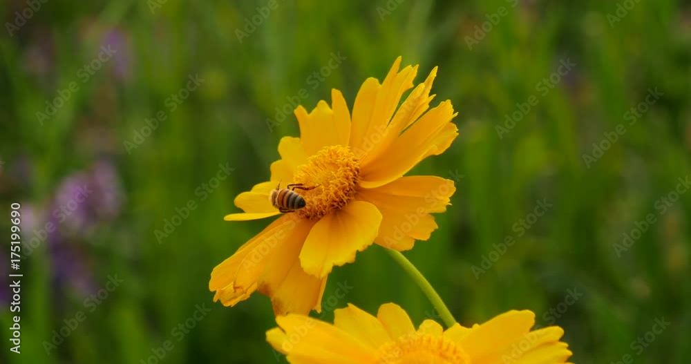 Gyeongbuk, Korea, Honey bee on yellow cosmos flower in field.