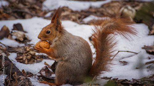 Squirrel © Igor