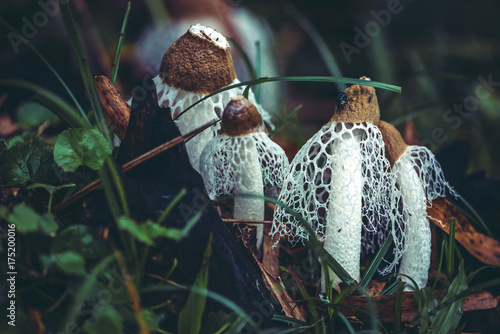 Quadro em tela The plants thrive in the wild. Bamboo Mushroom