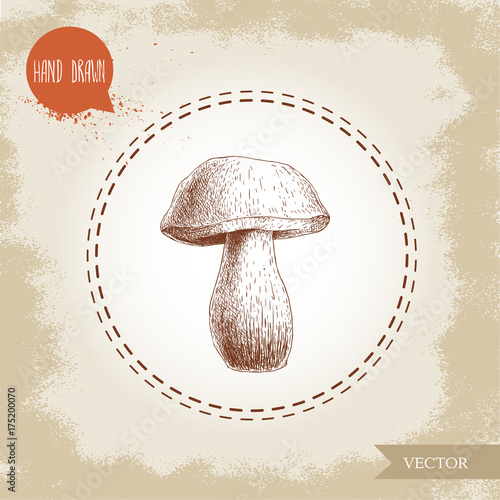 Hand drawn sketch style porcini mushroom. Fresh forest boletus edulis. Italian food ingredient. Fresh market product.